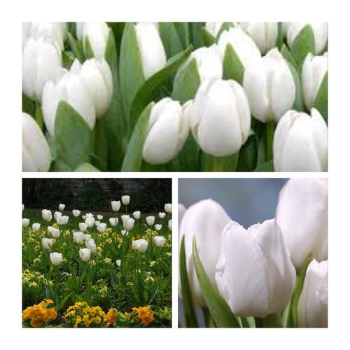White dream tulip - dream, flower