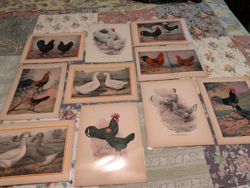 1920s 1930s poultry - 1920s-1930s,