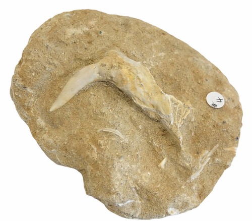Fossil fish enchodus saber - fossil,