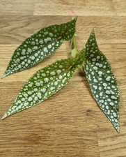 Begonia White Ice | Unrooted