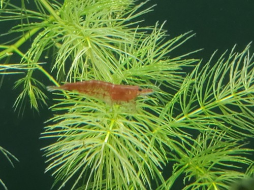 Extra cherry neocaridina - extra,