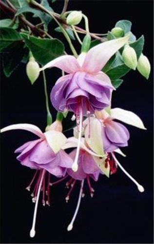 Fuchsia lena dalton plant - dalton,