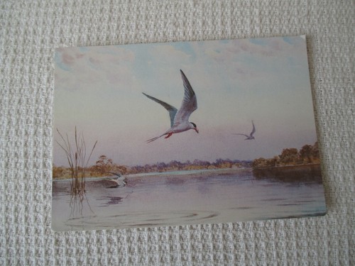Vintage colour postcard - vintage,