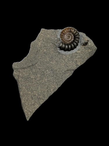 Promicroceras charmouth lyme - promicroceras.,