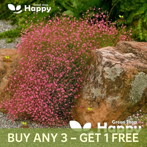 Baby breath crimson - breath, red