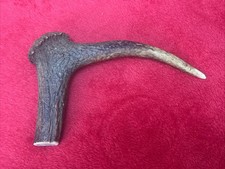 ONE PIECE OF DEER ANTLER, L