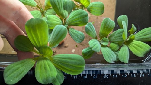 Large quality dwarf water - 2,