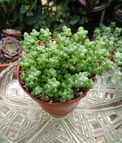Sedum burrito succulent - burrito,