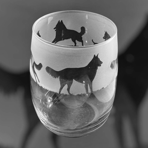 Belgian shepherd groenendael - belgian,