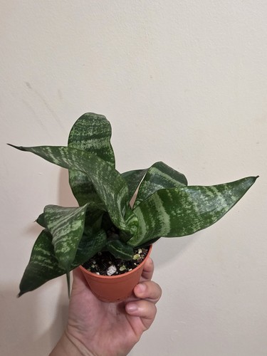 Sansevieria black coral - sansevieria, |