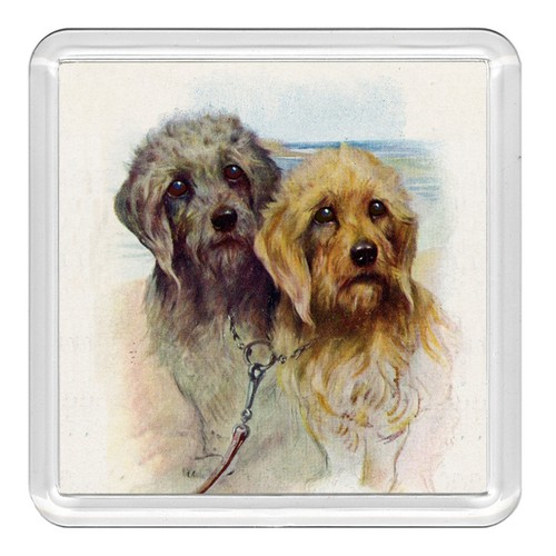 Dandie dinmont terrier - dandie, dog
