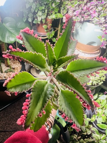 Stunning hot pink - stunning, kalanchoe