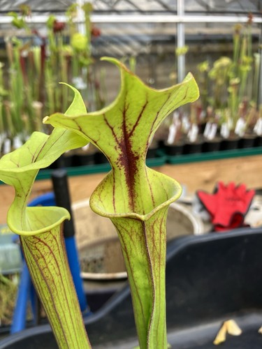 Sarracenia flava var - sarracenia,