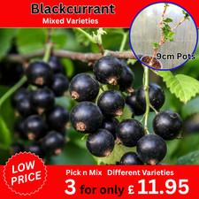 BlackCurrant Plants Ribes