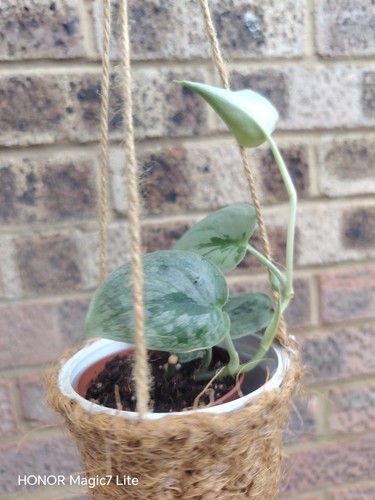 Houseplant scindapsus - houseplant-,