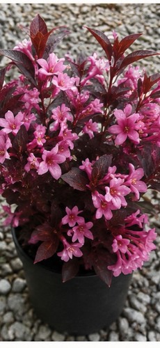 Weigela minor black - weigela,