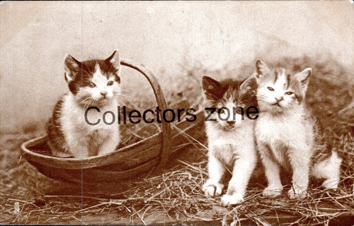 Kittens straw basket - kittens,