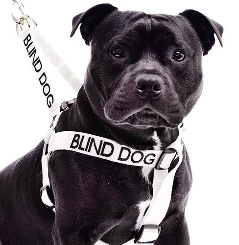 New blind dog safety control - safety,