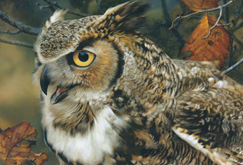 Carl brenders focus - ,