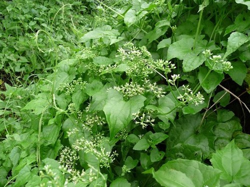 Mexican dream herb dried - mexican,