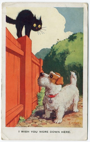 Sealyham terrier and black - sealyham, cat