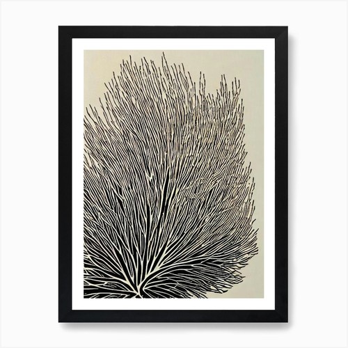 Acropora anthocercis - anthocercis, ii