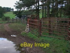 Photo 6x4 Cattle handling