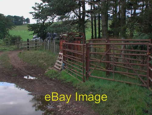 Photo 6x4 cattle - 6x4, handling