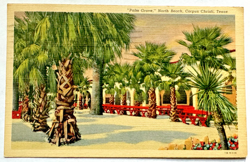 Palm grove north - beach, corpus