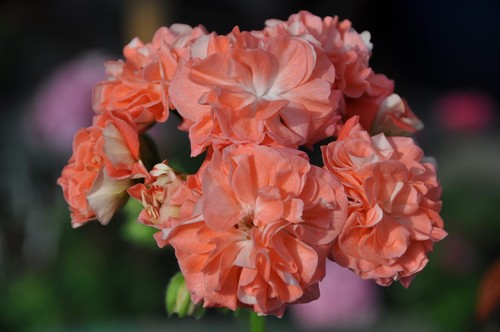 Pelargonium lia eirene - eirene, 💫