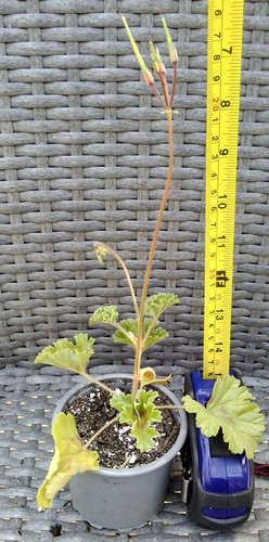 Pelargonium mollicomum species - mollicomum,