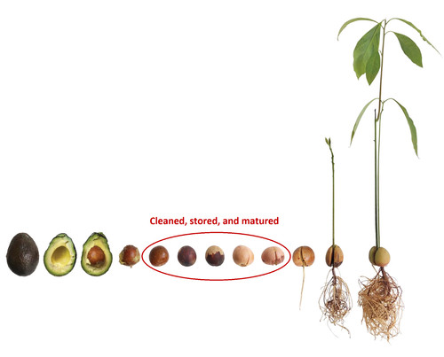 Two matured organic - two, avocado