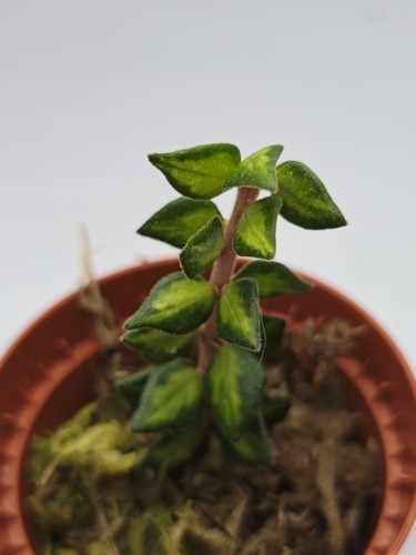 Hoya chinghungensis var rooted - chinghungensis,