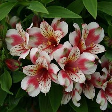 Alstroemeria Inca Sweety Plug