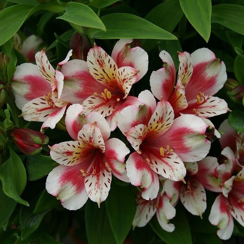Alstroemeria inca sweety plug - alstroemeria,