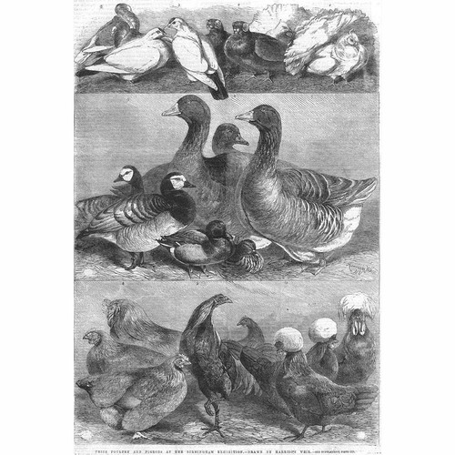 Birmingham prize poultry - poultry, &