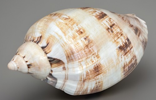 Cymbiola mlmagnifica