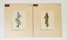 Antique Prints Succory & Great