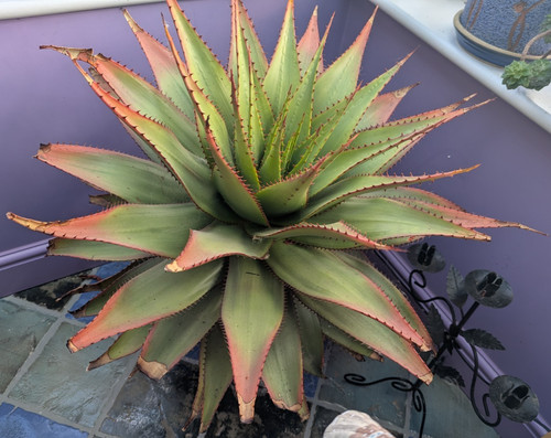 Mountain aloe - mountain, plant)