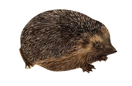 Hedgehog magnet hedgehogs - magnet,