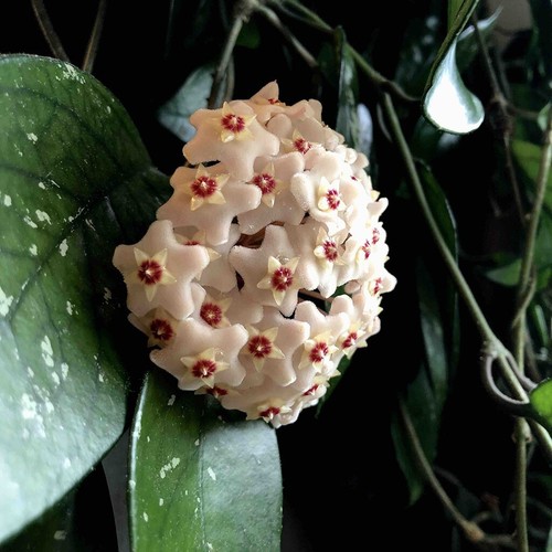 Hoya carnosa wax - hoya,