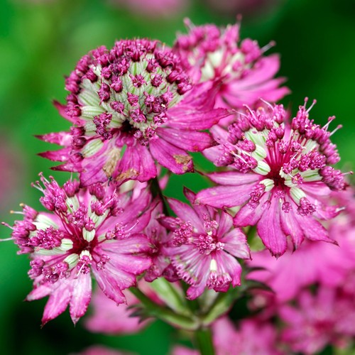 Astrantia star beauty - of,