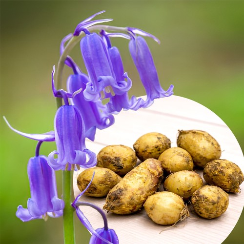 English bluebell garden - 40,
