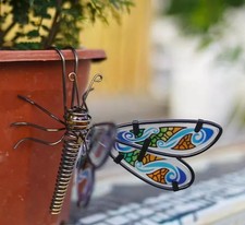 Glass Wing Fancy Spring-tail