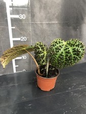 Begonia ferox