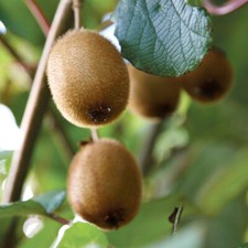 Kiwi Fruit Plant, Jenny