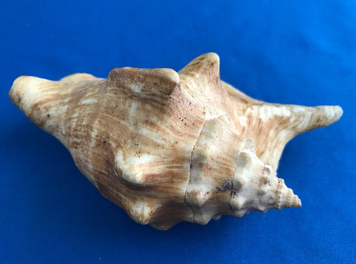 Small conch shell - conch,
