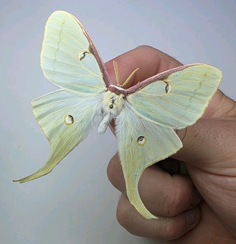 Actias luna set specimen - set,