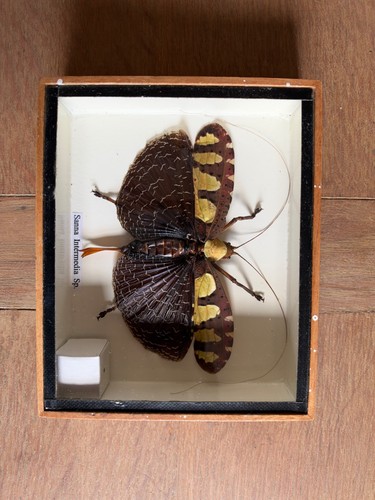 Taxidermy insect framed sanna - taxidermy,