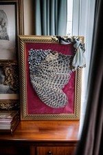 Pheasant Taxidermied Wingspan